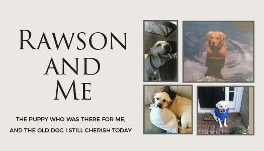 Collage with "Rawson and Me" text and four photos of a yellow Labrador dog in various settings.