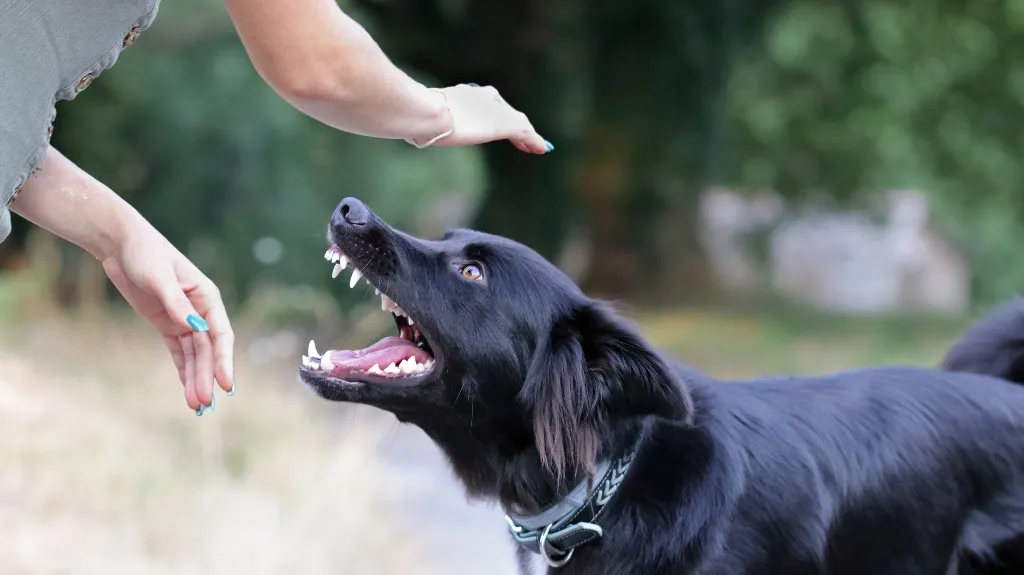 Black dog with open mouth and visible teeth looking up at two human hands above it, outdoors with blurred green foliage background.